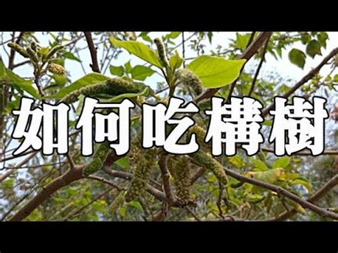 鹿仔入藥構樹功效|構樹,構樹的功效與作用